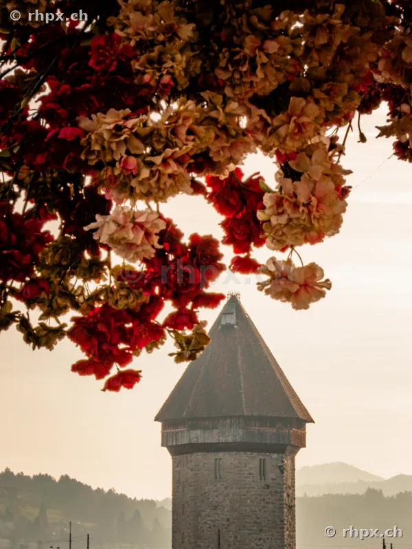 The Water Tower in Lucerne with cherry blossom branches in the foreground under bright light.