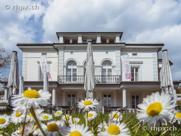 Weisse Villa Schweizerhof in Luzern vor einer Wiese mit Gänseblümchen im Vordergrund