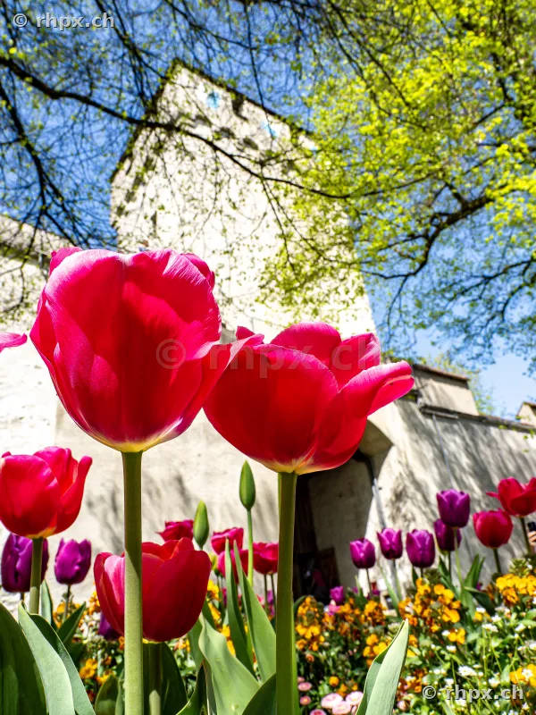 Rote Tulpen im Vordergrund vor einem historischen Wehrturm der Museggmauer in Luzern.