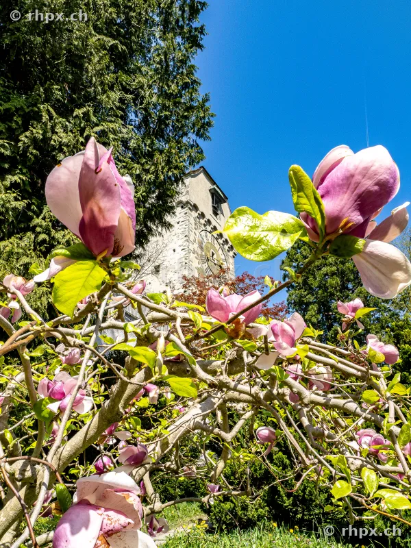 Nahaufnahme von rosafarbenen Magnolienblüten vor dem historischen Museggturm in Luzern