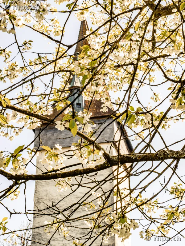 View through blooming cherry tree branches towards a pointed church tower in Lucerne.