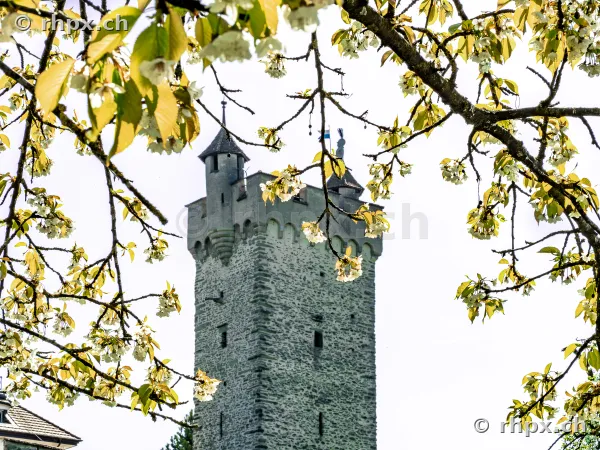 View of the Zytturm clock tower of the Musegg wall in Lucerne framed by flowering branches