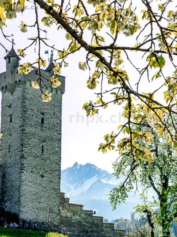 Blick auf einen Turm der Museggmauer in Luzern hinter blühenden Zweigen mit dem Pilatus im Hintergrund