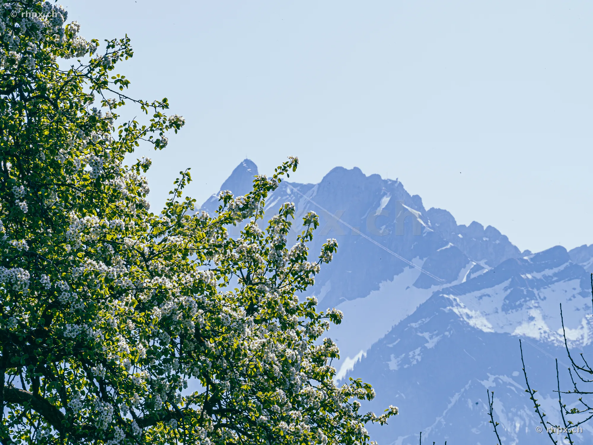 Blossoming tree in the foreground and the snow-covered Pilatus massif in the background.