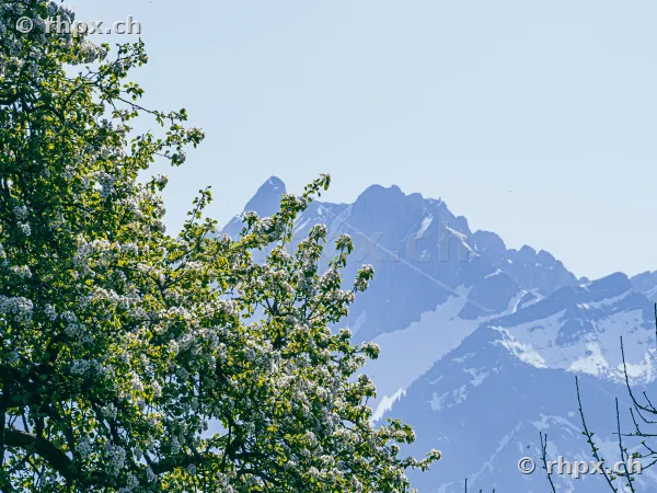 Blossoming tree in the foreground and the snow-covered Pilatus massif in the background.