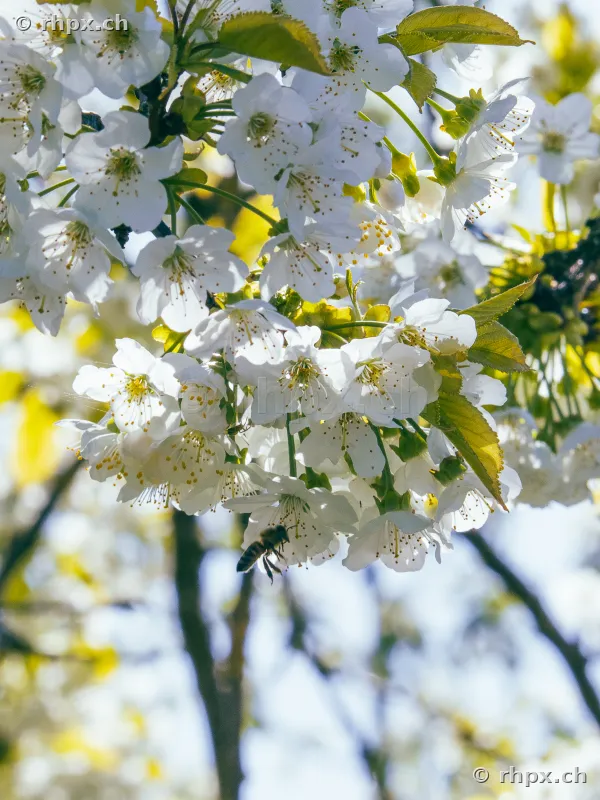 Close-up of white cherry blossoms with a bee in Central Switzerland