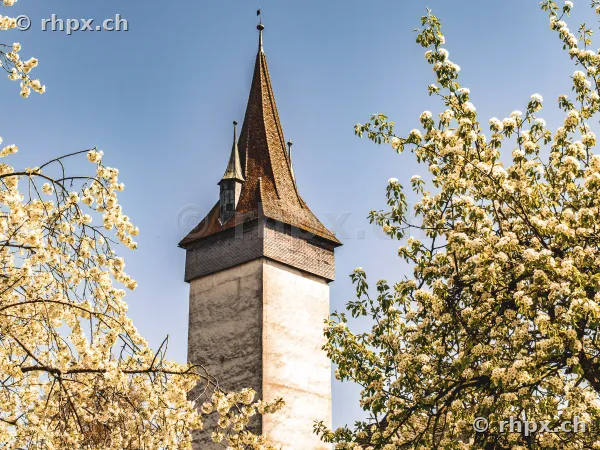 Mittelalterlicher Wachturm der Museggmauer in Luzern eingerahmt von blühenden Frühlingsbäumen