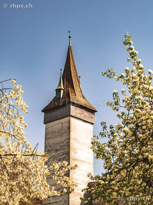 Der Männliturm der Luzerner Museggmauer eingerahmt von blühenden Zweigen