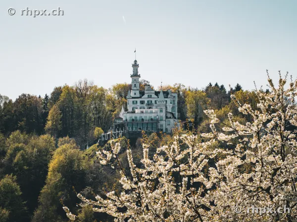 Château Gütsch sits on a wooded hill above Lucerne, with blooming cherry branches in the foreground.