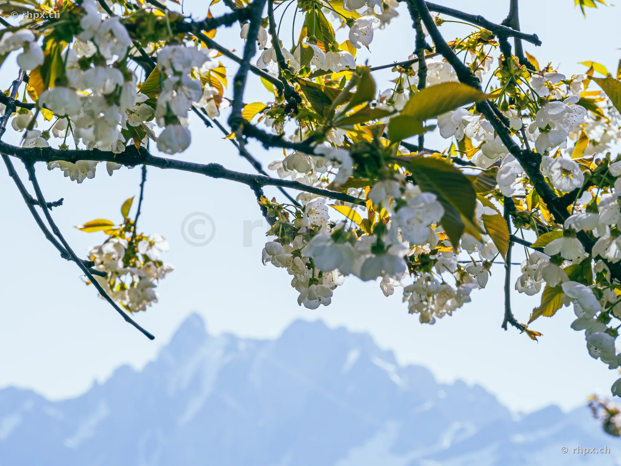 Kirschblütenzweige im Vordergrund mit dem Pilatus im Hintergrund