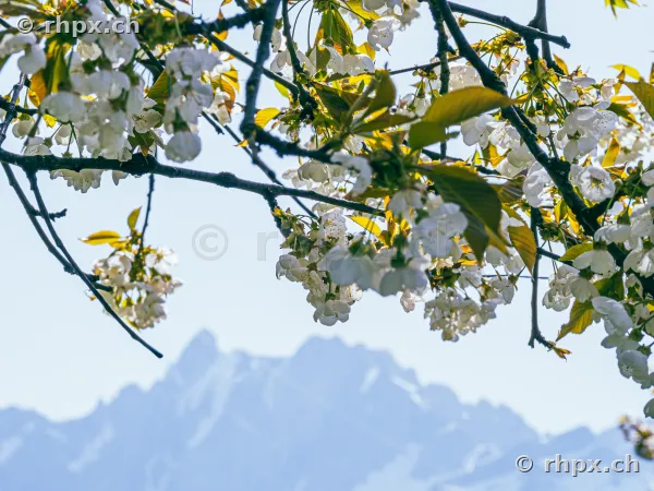 Cherry blossom branches in the foreground with Mount Pilatus in the background