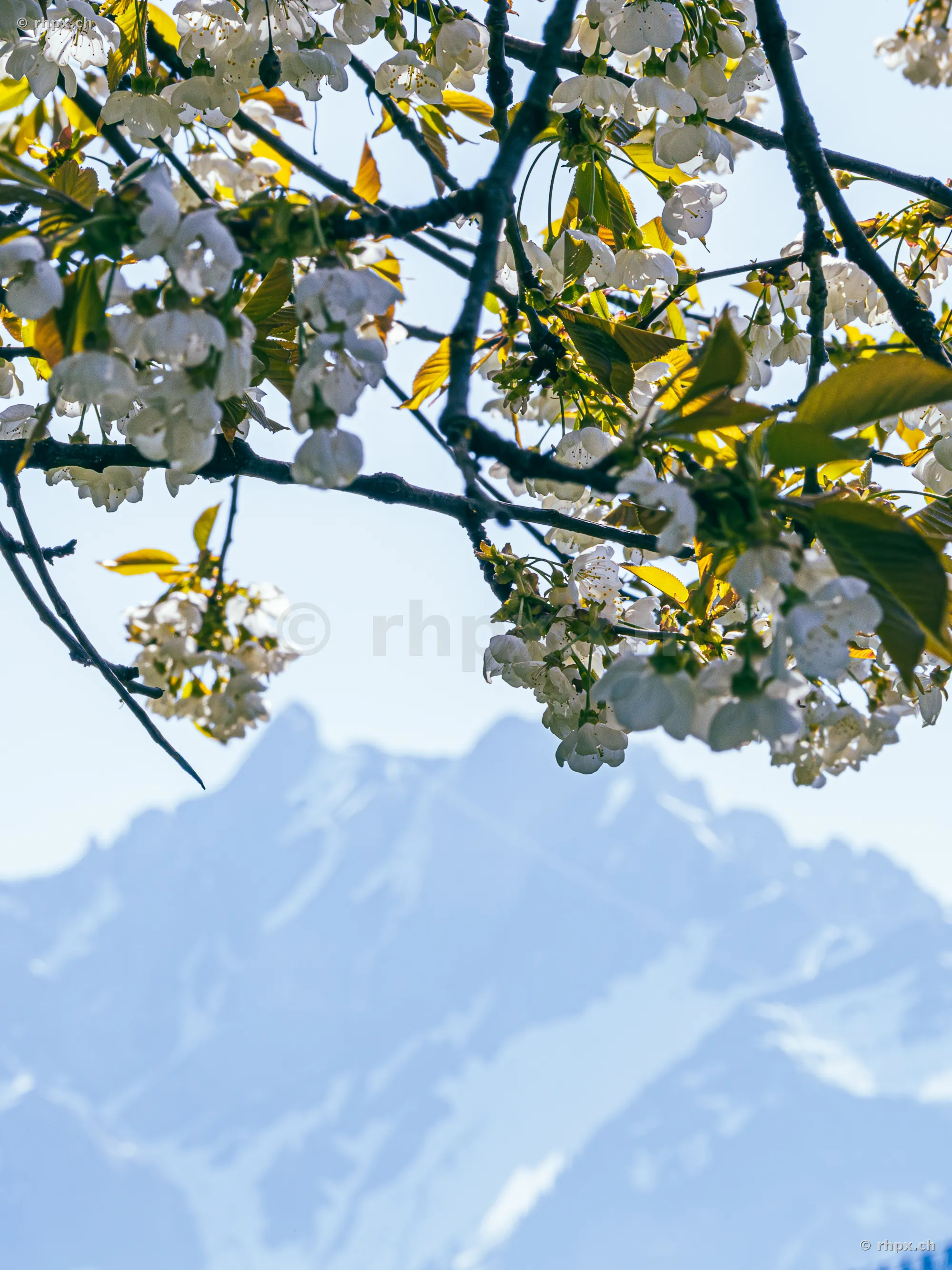 Weisse Kirschblüten im Vordergrund vor dem unscharfen Bergmassiv des Pilatus