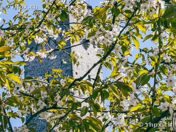 White cherry blossoms in the foreground with the stone Musegg Tower in Lucerne in the background