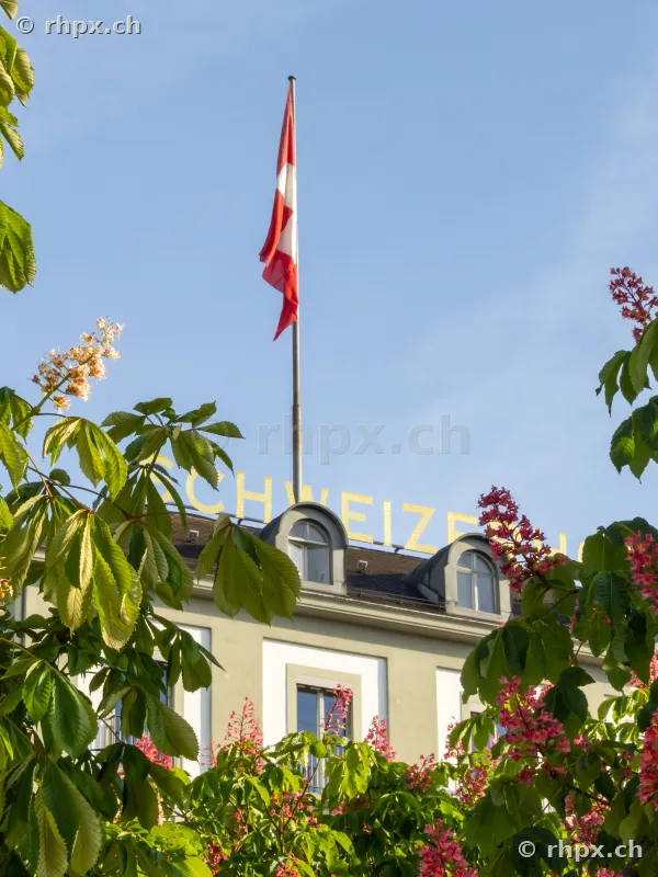 Wehende Schweizer Flagge auf dem Dach des Hotel Schweizerhof in Luzern, eingerahmt von blühenden Kastanienblüten.