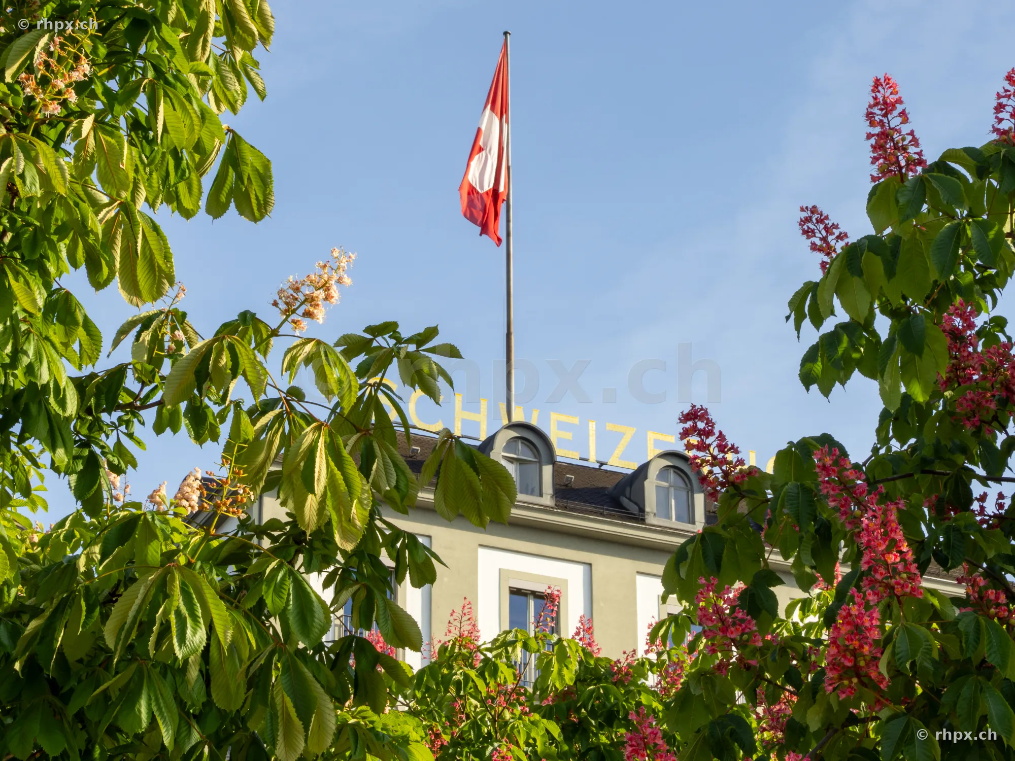 Die Schweizer Flagge weht über dem Hotel Schweizerhof in Luzern, eingerahmt von blühenden Rosskastanien.