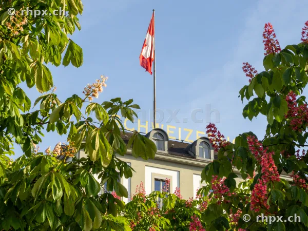 Die Schweizer Flagge weht über dem Hotel Schweizerhof in Luzern, eingerahmt von blühenden Rosskastanien.