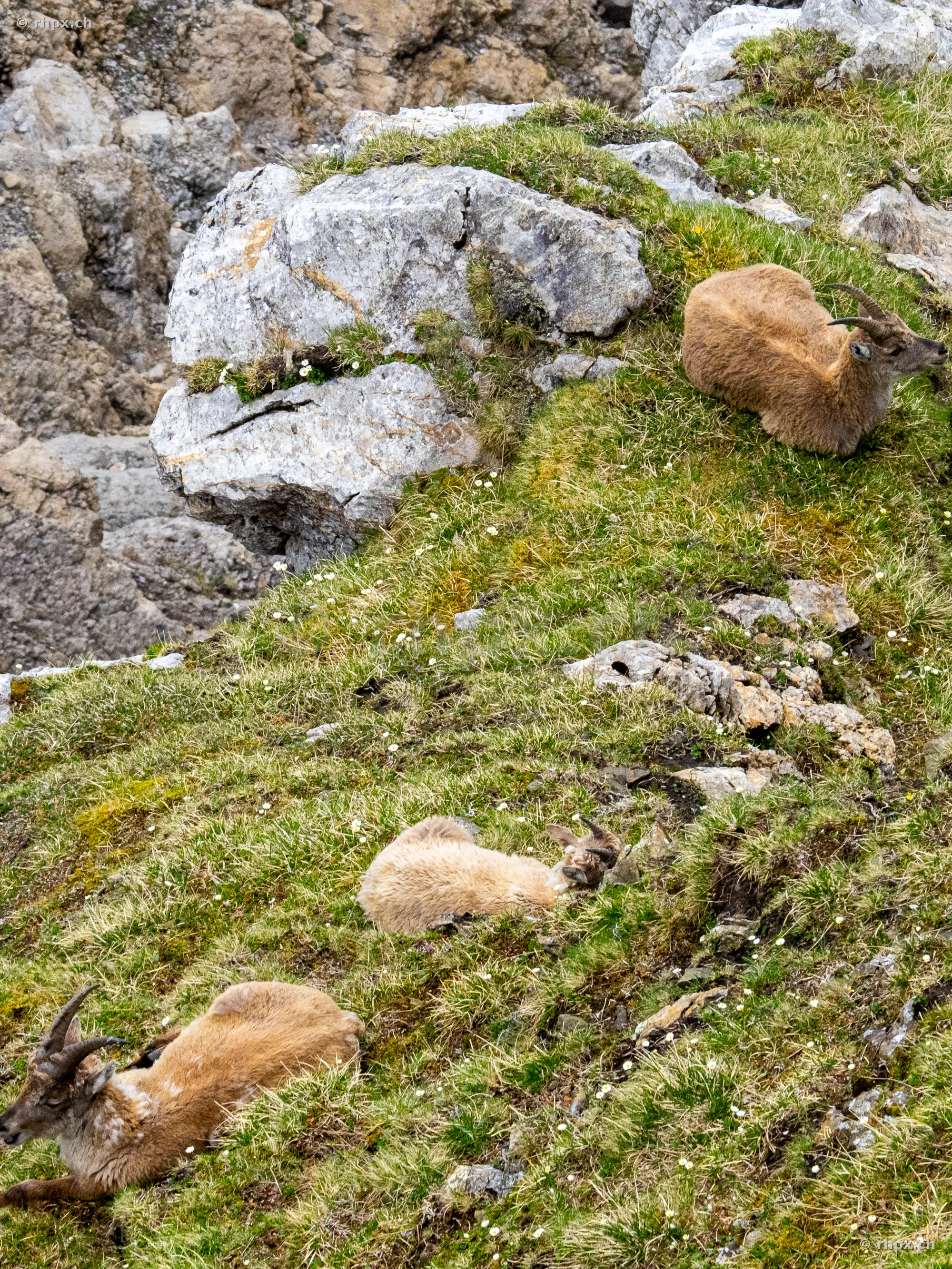 Three young ibex resting in a rocky meadow on Mount Pilatus