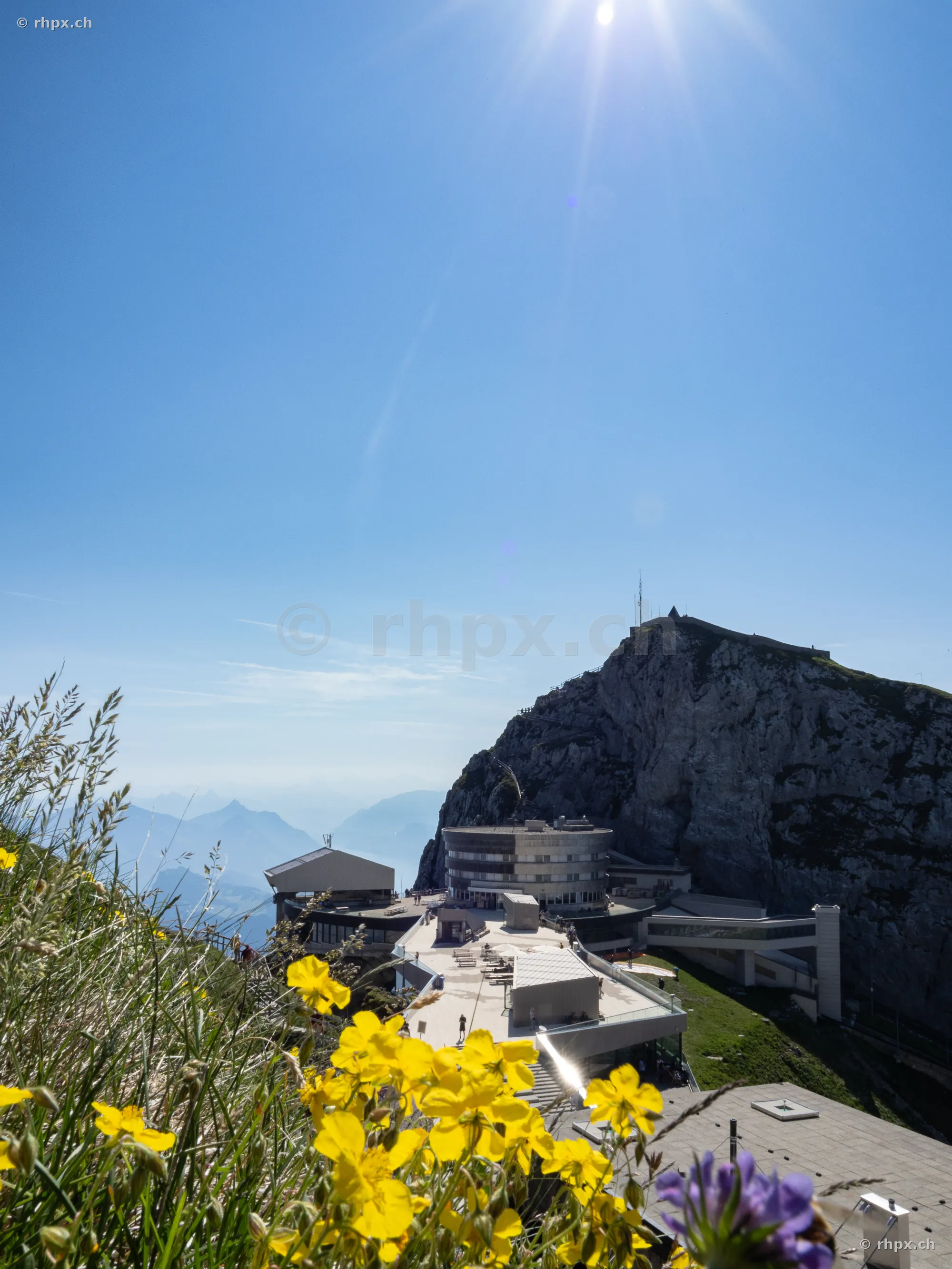 Blick auf die Bergstation Pilatus Kulm mit gelben Blumen im Vordergrund