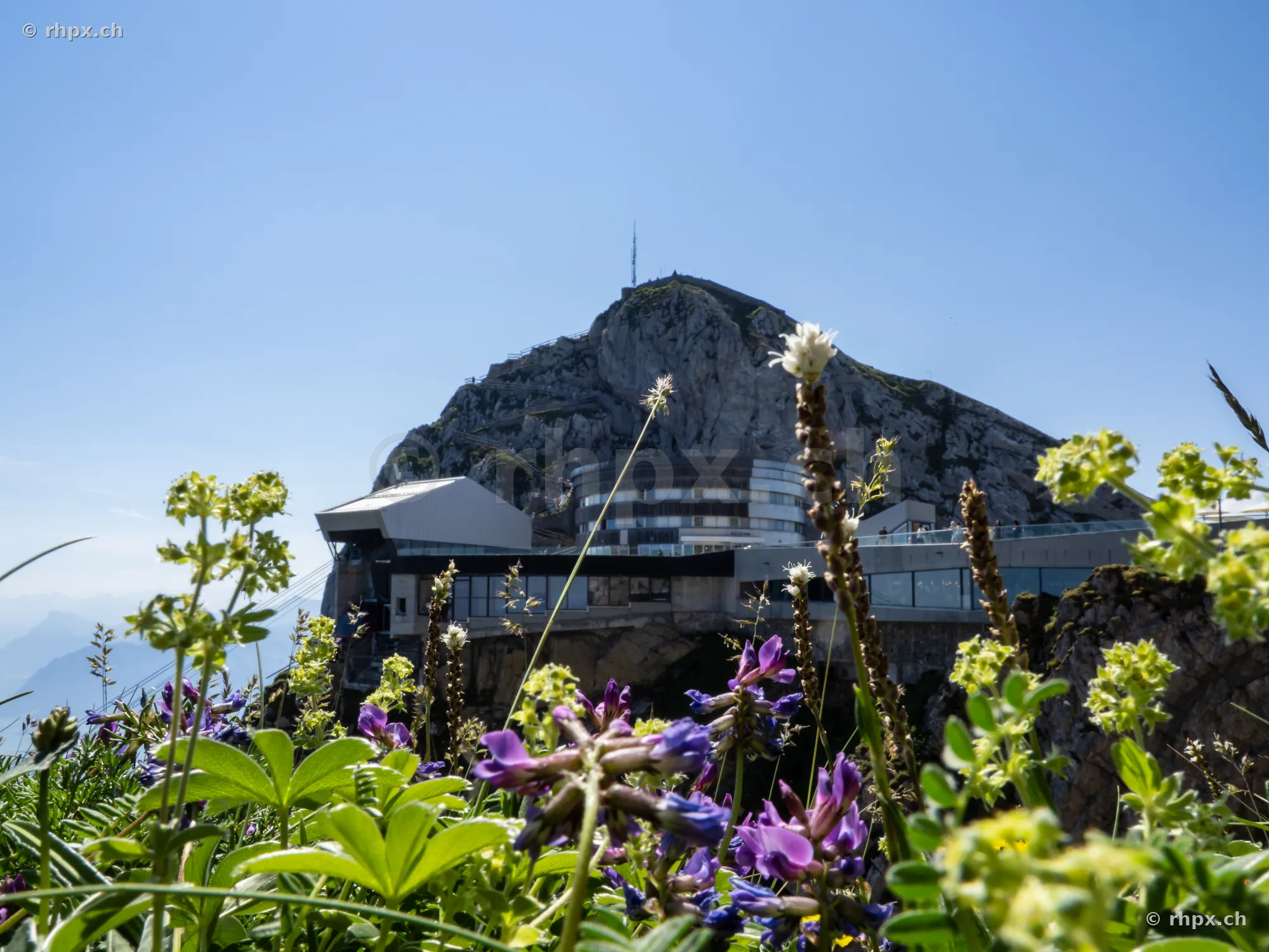 Bergblumen im Vordergrund vor dem Hotel Pilatus-Kulm und dem Gipfelmassiv bei klarem Himmel.