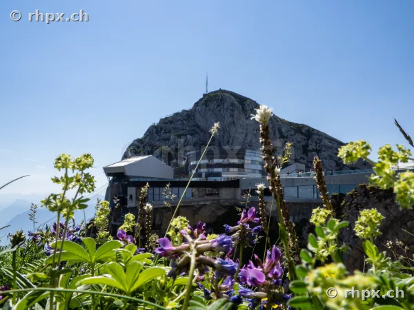 Alpine flowers in the foreground with Hotel Pilatus-Kulm and the mountain summit under a clear sky.