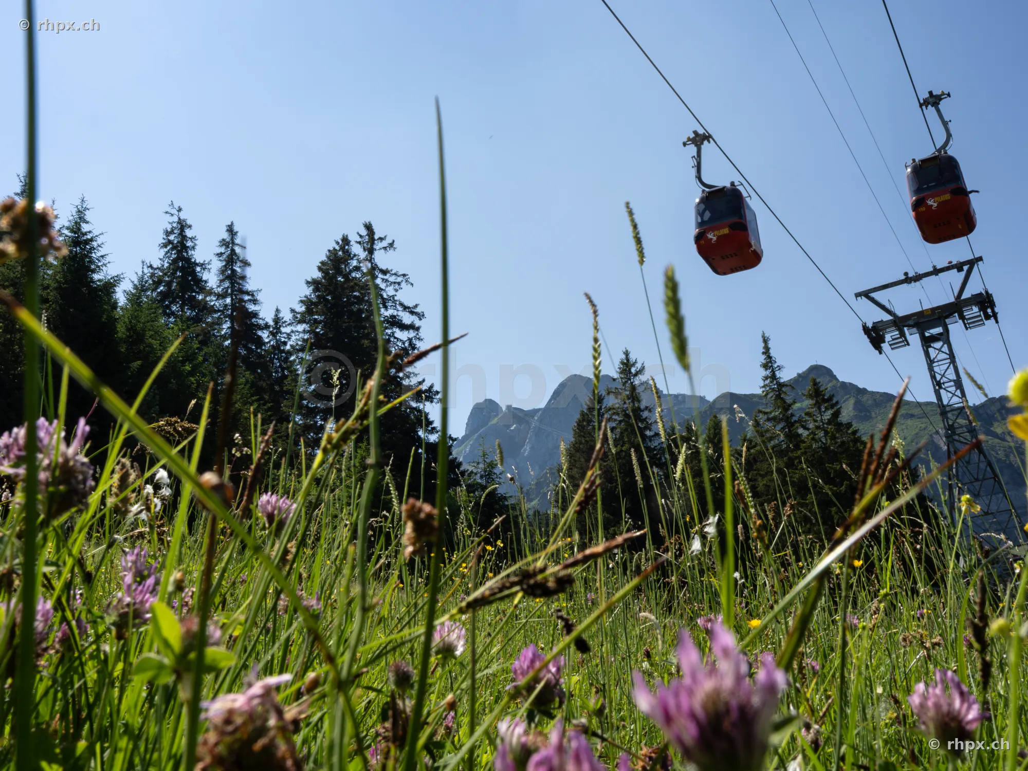Rote Gondeln der Luftseilbahn zum Pilatus über einer Sommerwiese mit Blumen
