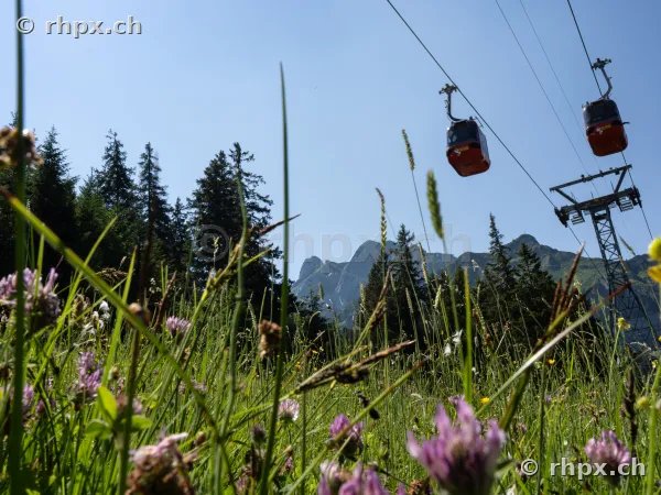 Red aerial cableway gondolas towards Mount Pilatus above a summer meadow with flowers