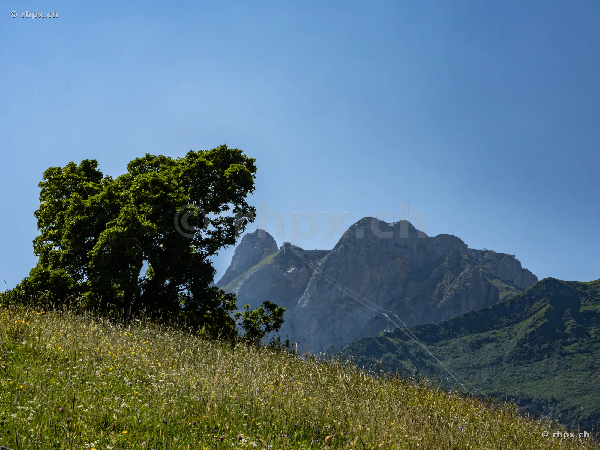 A single green tree stands on a meadow in front of Mount Pilatus under a clear blue sky.