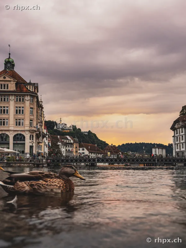 Schwimmende Ente in der Reuss mit historischer Häuserzeile und Brücke in Luzern im Hintergrund
