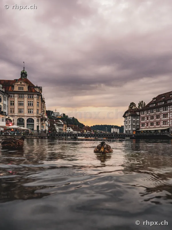 Two ducks on the Reuss river in Lucerne with old town scenery