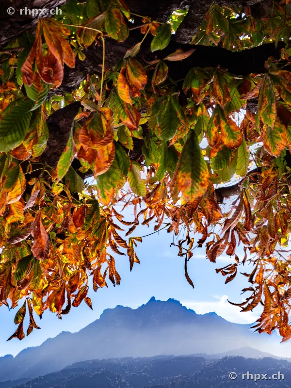 View of Mount Pilatus through autumn-colored chestnut leaves in Lucerne