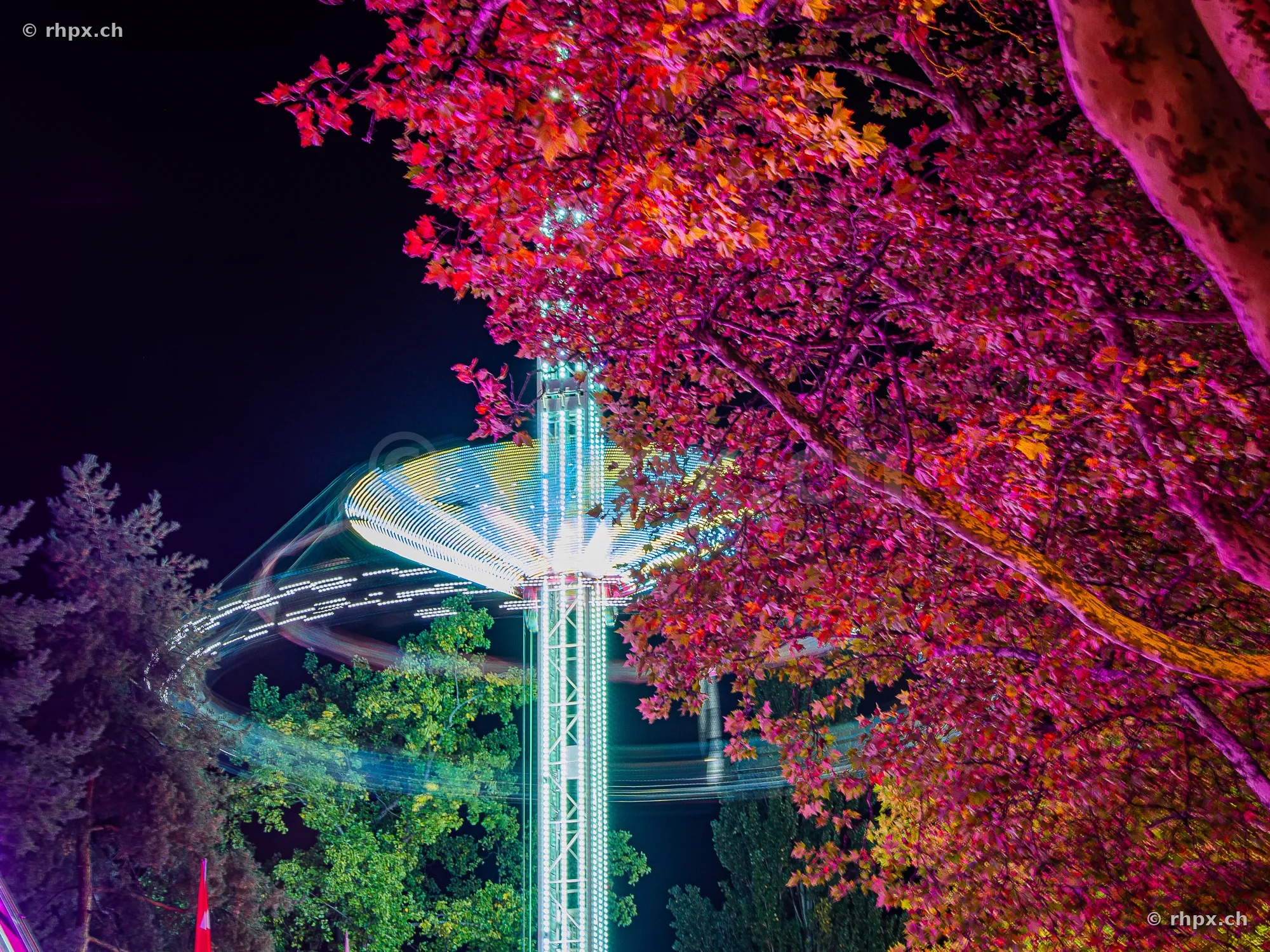 Illuminated swing ride at the Lucerne Autumn Fair in front of autumn-colored trees at night