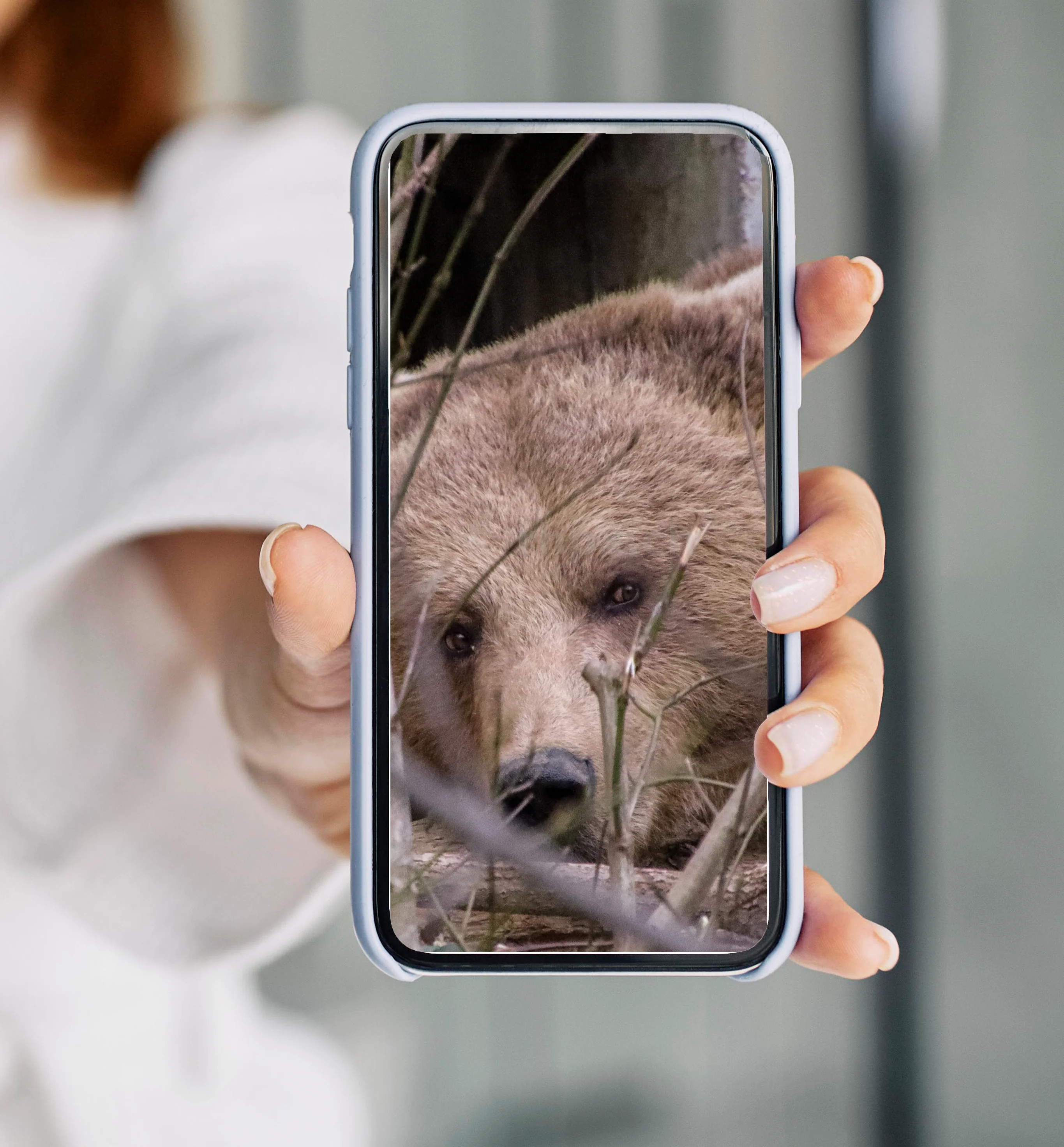Braunbär im Gehege