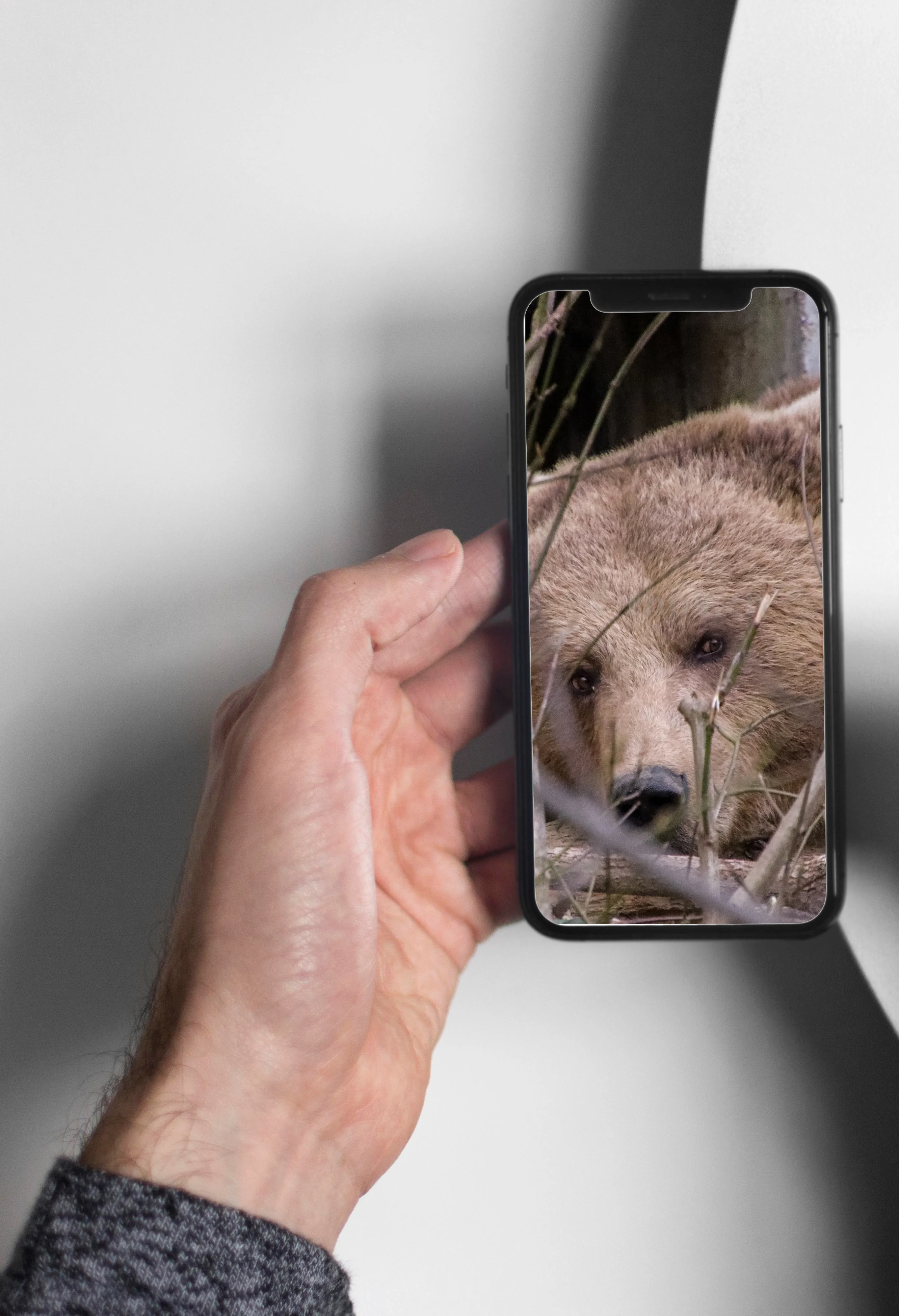 Braunbär im Gehege