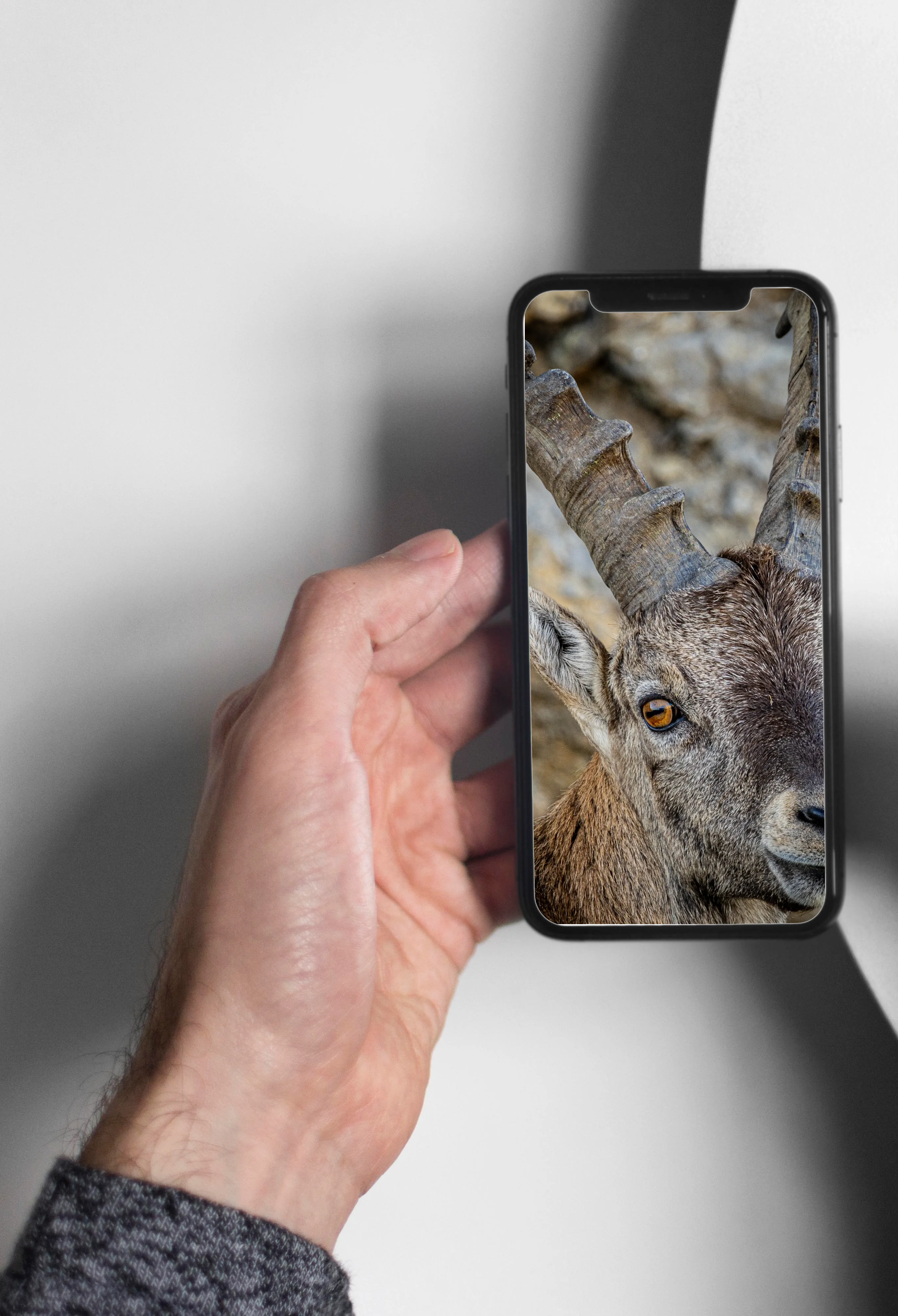 Alpine ibex on Mount Pilatus in Central Switzerland