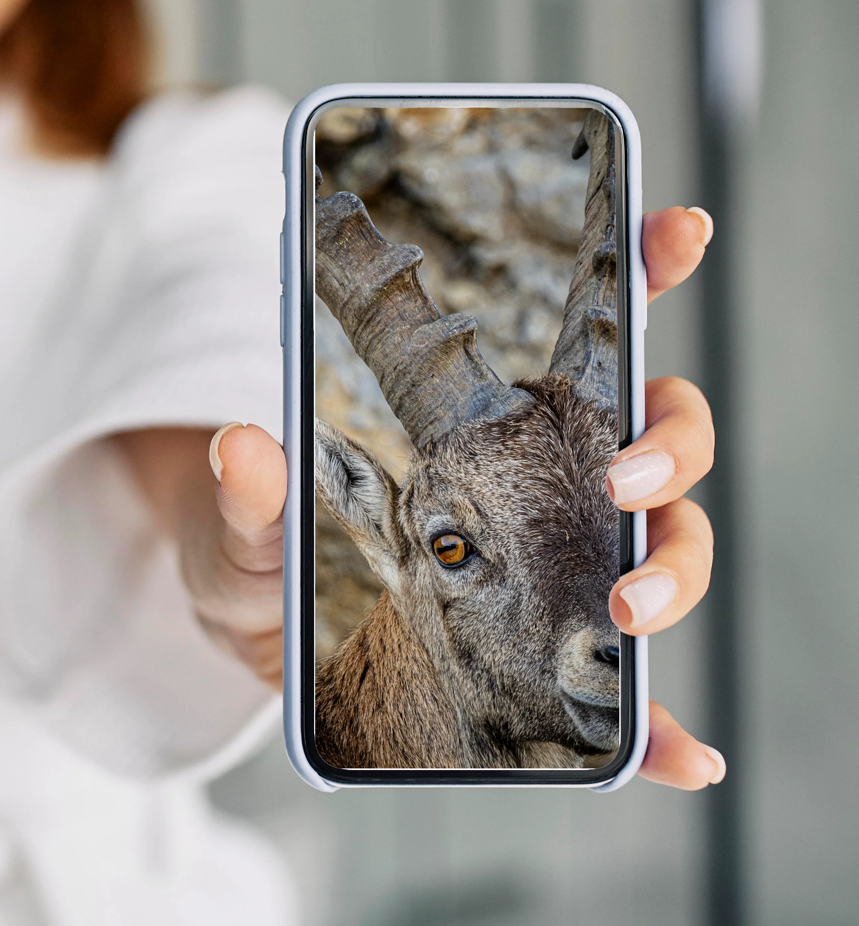 Alpine ibex on Mount Pilatus in Central Switzerland