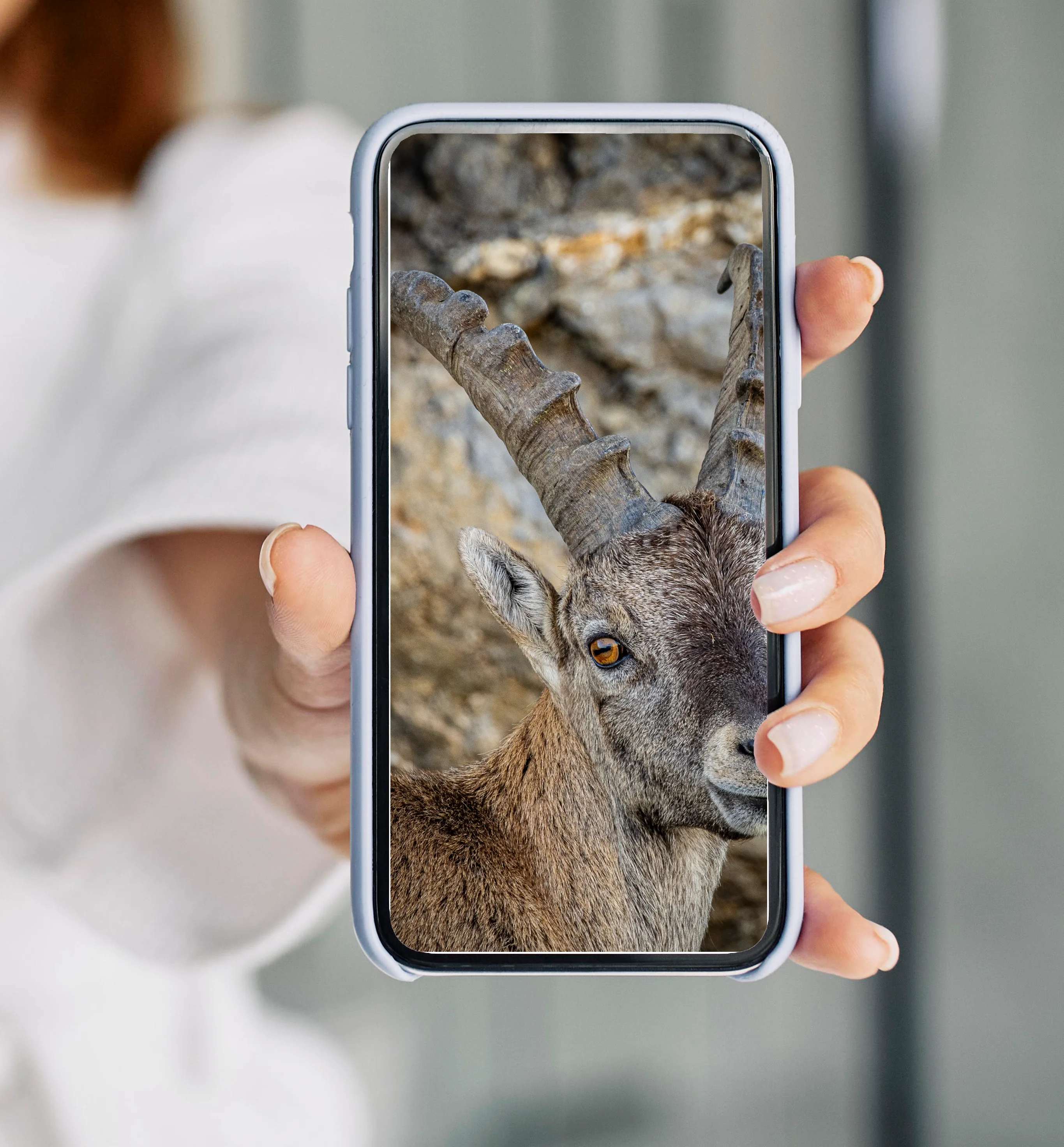 Alpine ibex on Mount Pilatus in Switzerland