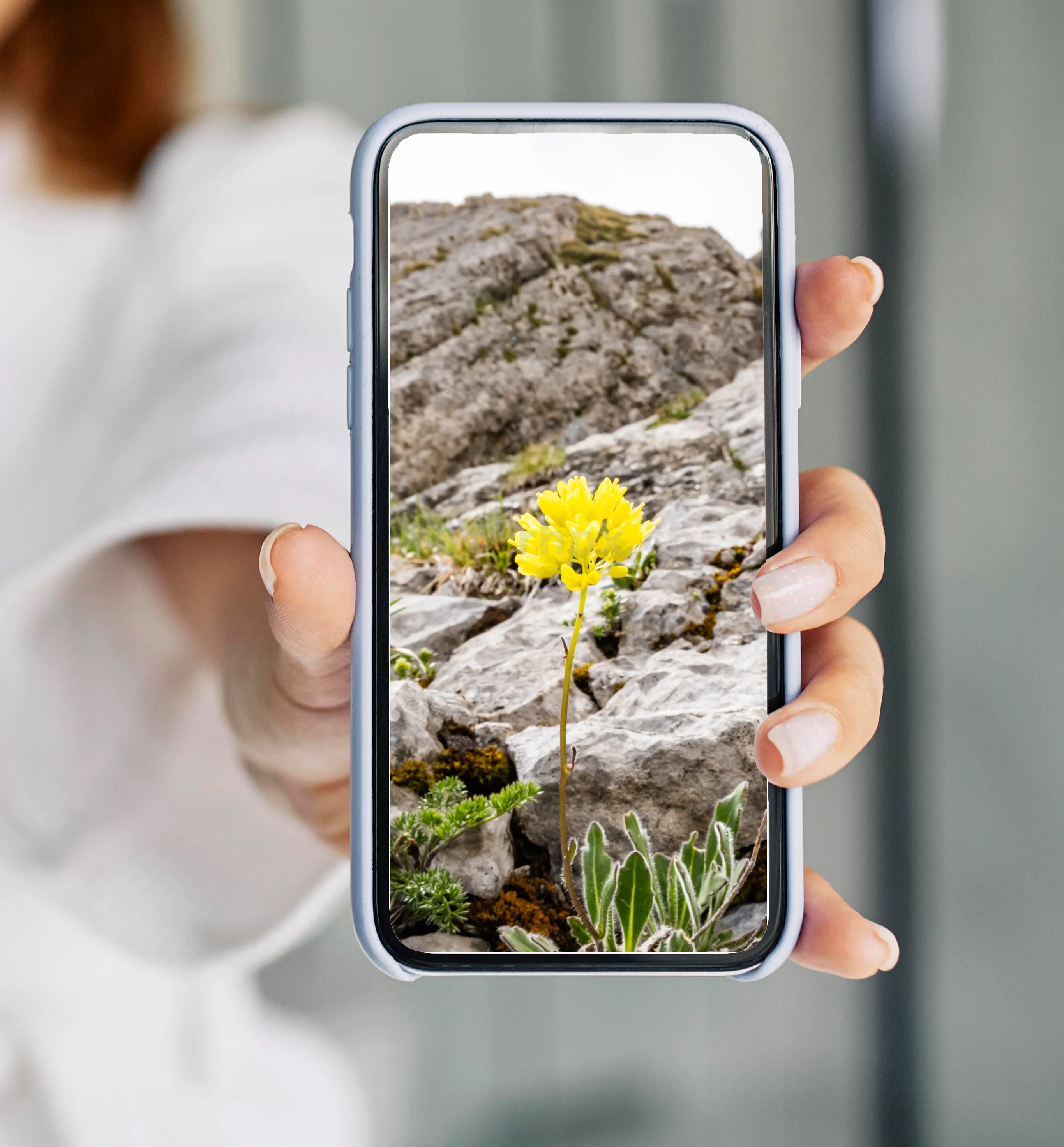 Beispiel eines Handy-Hintergrundbilds von rhpx.ch