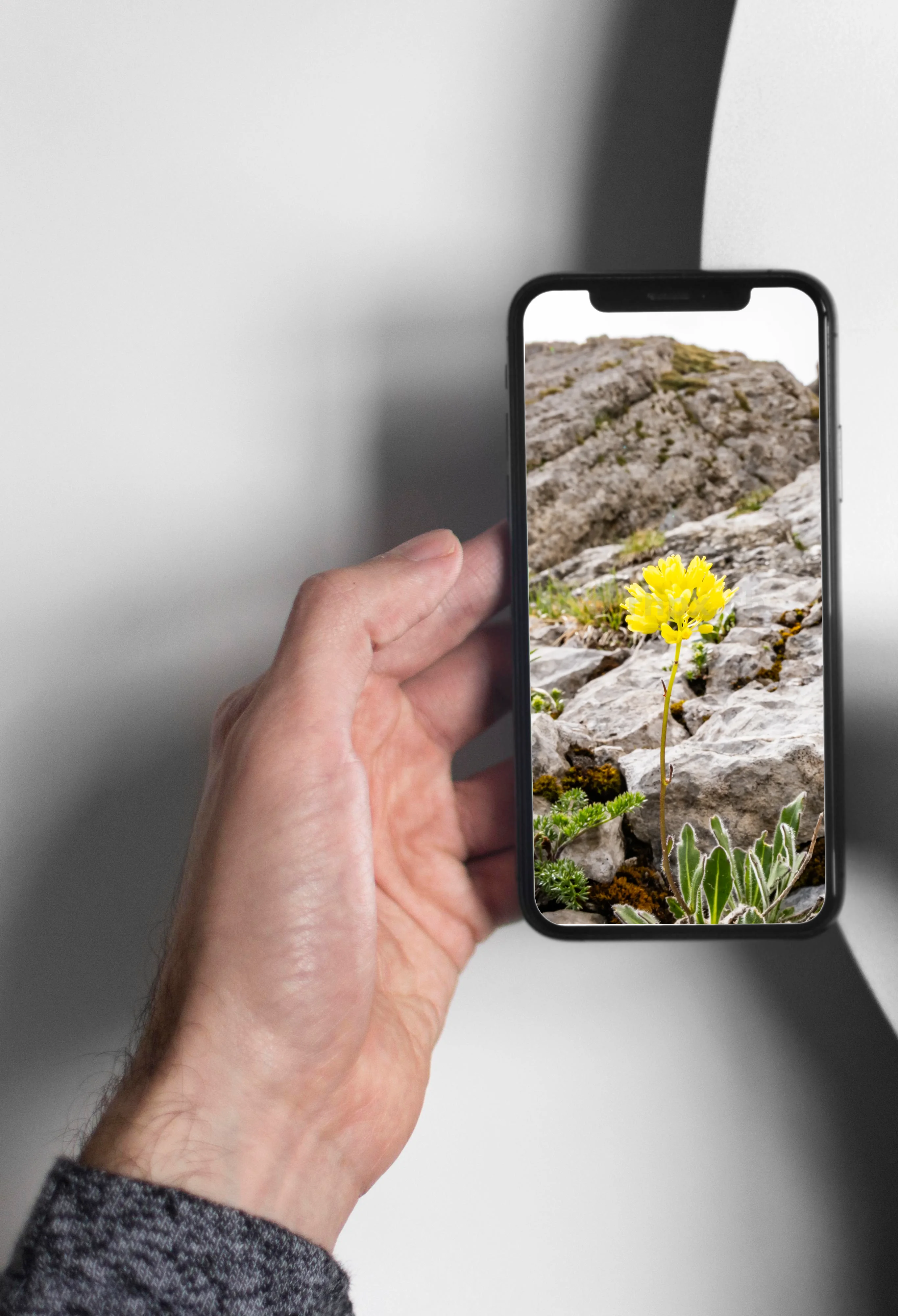 Gelbe Blüte in der Felslandschaft des Pilatus