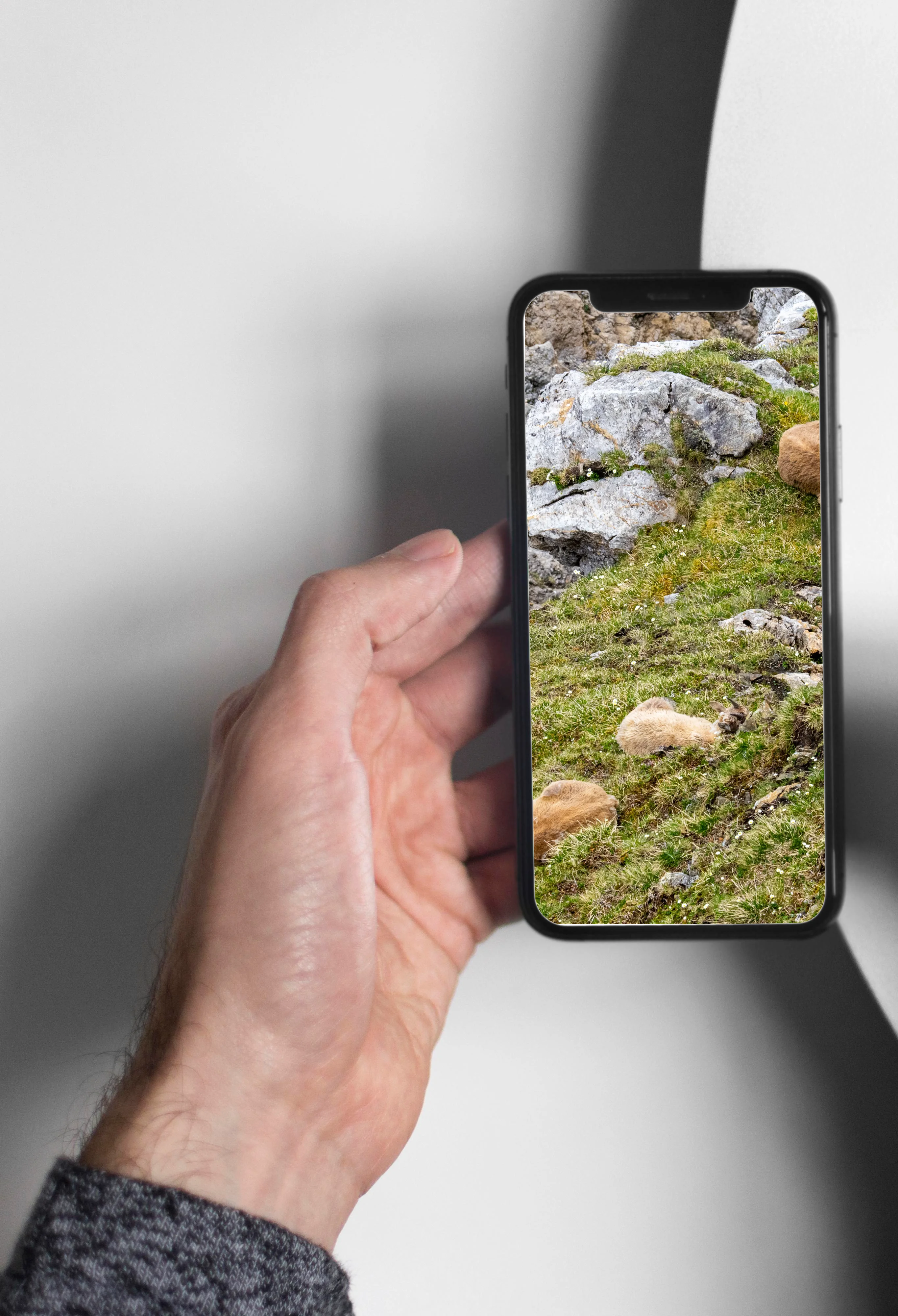 Steinböcke in den Felsen am Pilatus