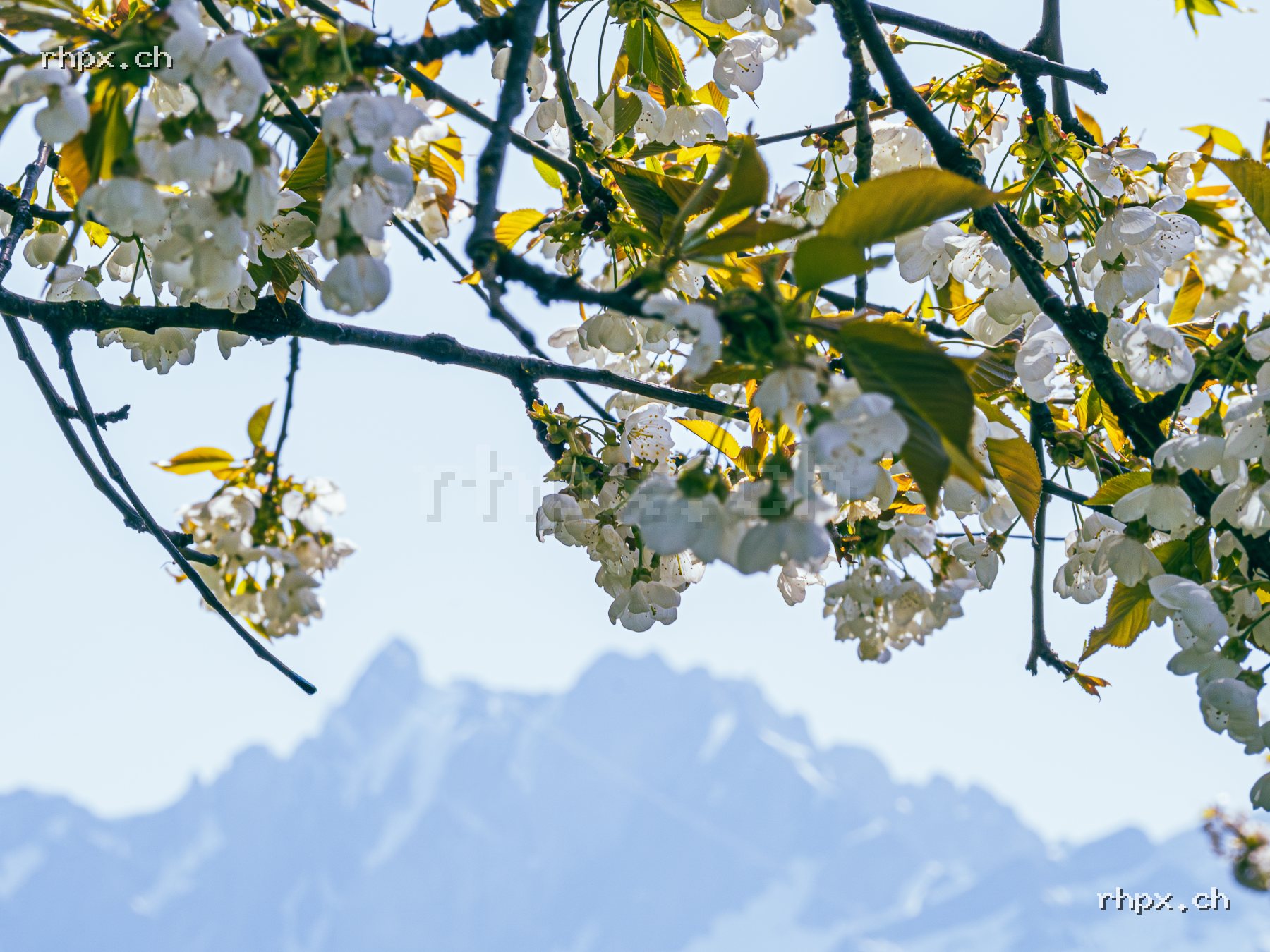 Current image of the month selection: Frühling in Luzern – Blüten vor Pilatus