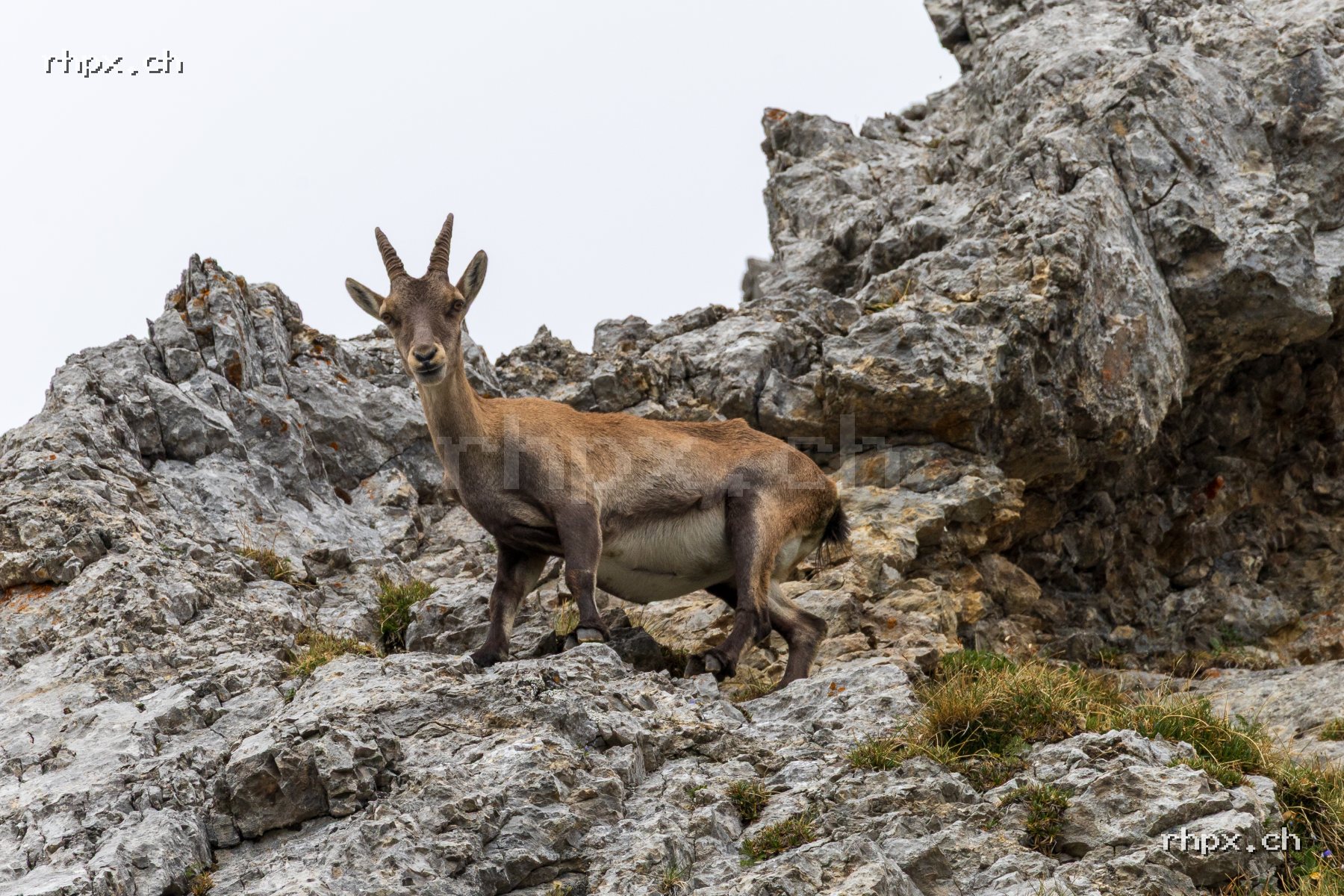 Aktuelle Auswahl Bild des Monats: Neugieriger Steinbock
